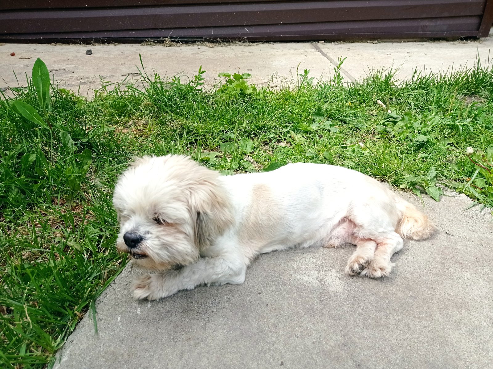 Found Dog in Bristol, England — Dog found nearby