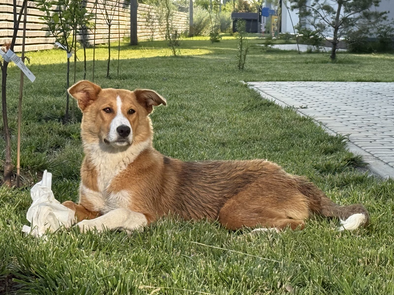 Found Dog in Cambridge, England — Dog found nearby