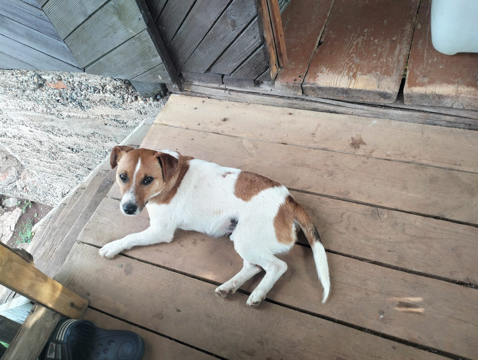 Found Dog in Leeds, England — Dog found nearby