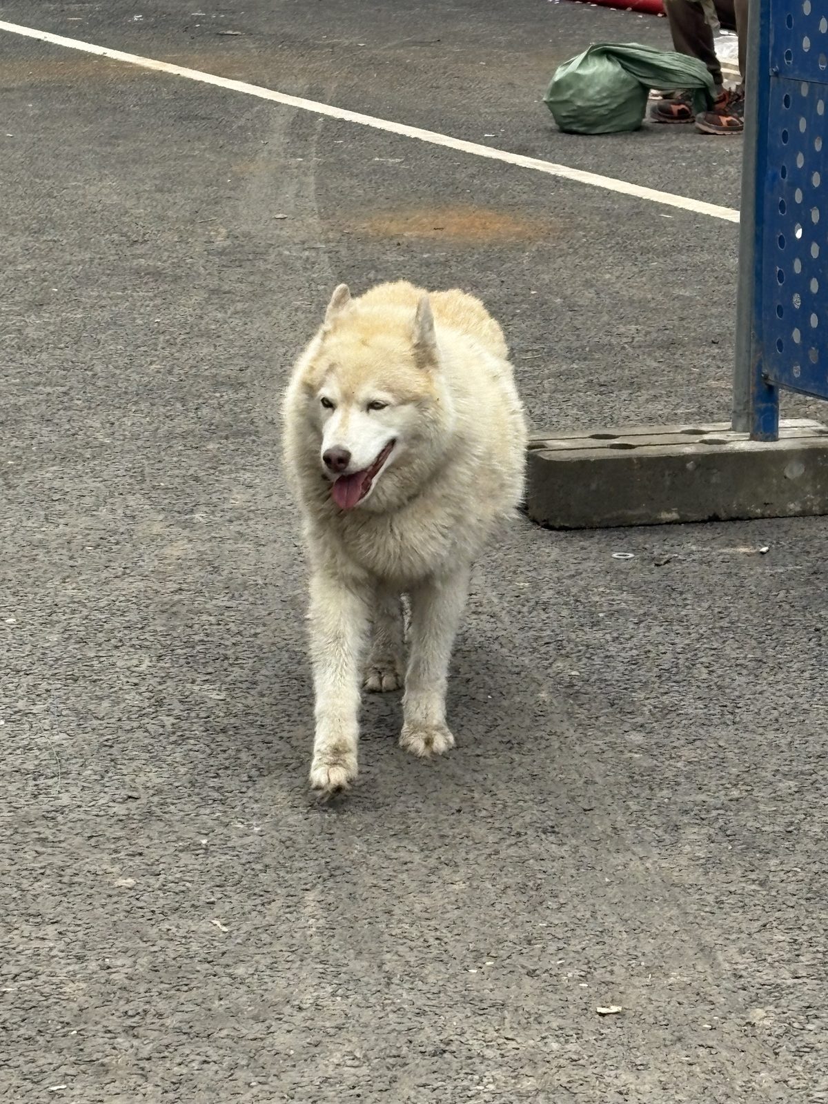 Found Dog in Coventry, England — listing photo