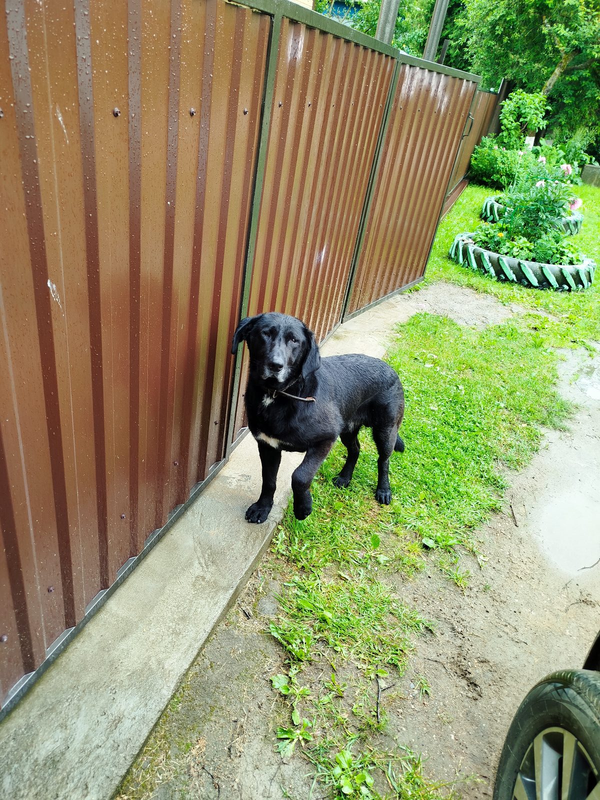 Found Dog in Reading, England — Stray dog found safe