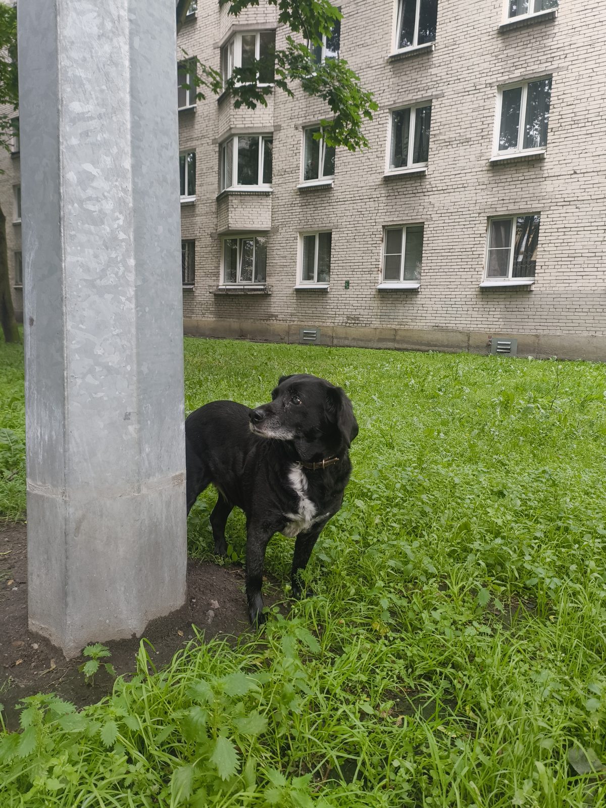 Found Dog in Glasgow, Scotland — Stray dog found safe