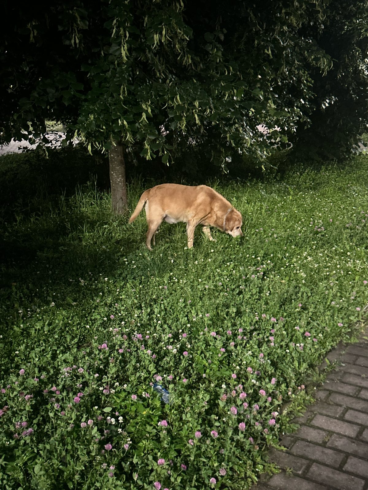 Found Dog in London, England — listing photo