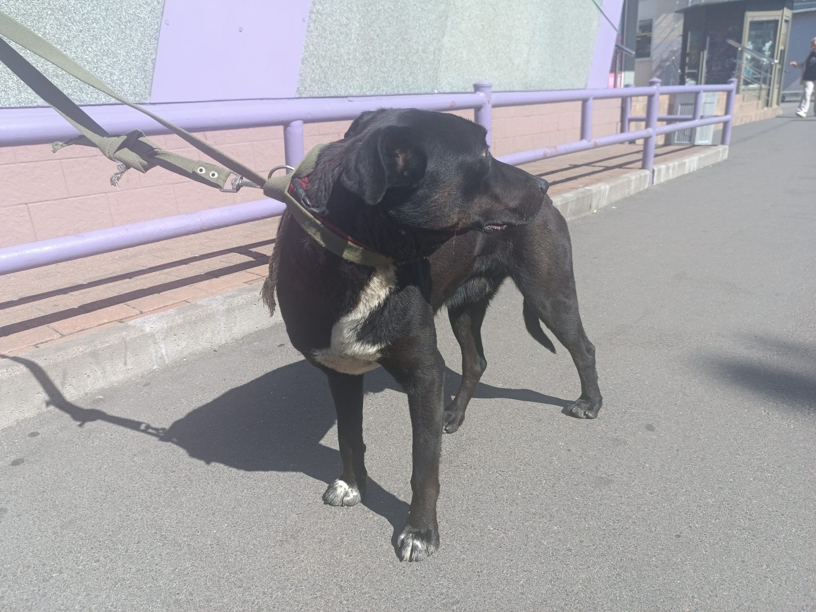 Found Dog in Coventry, England — listing photo