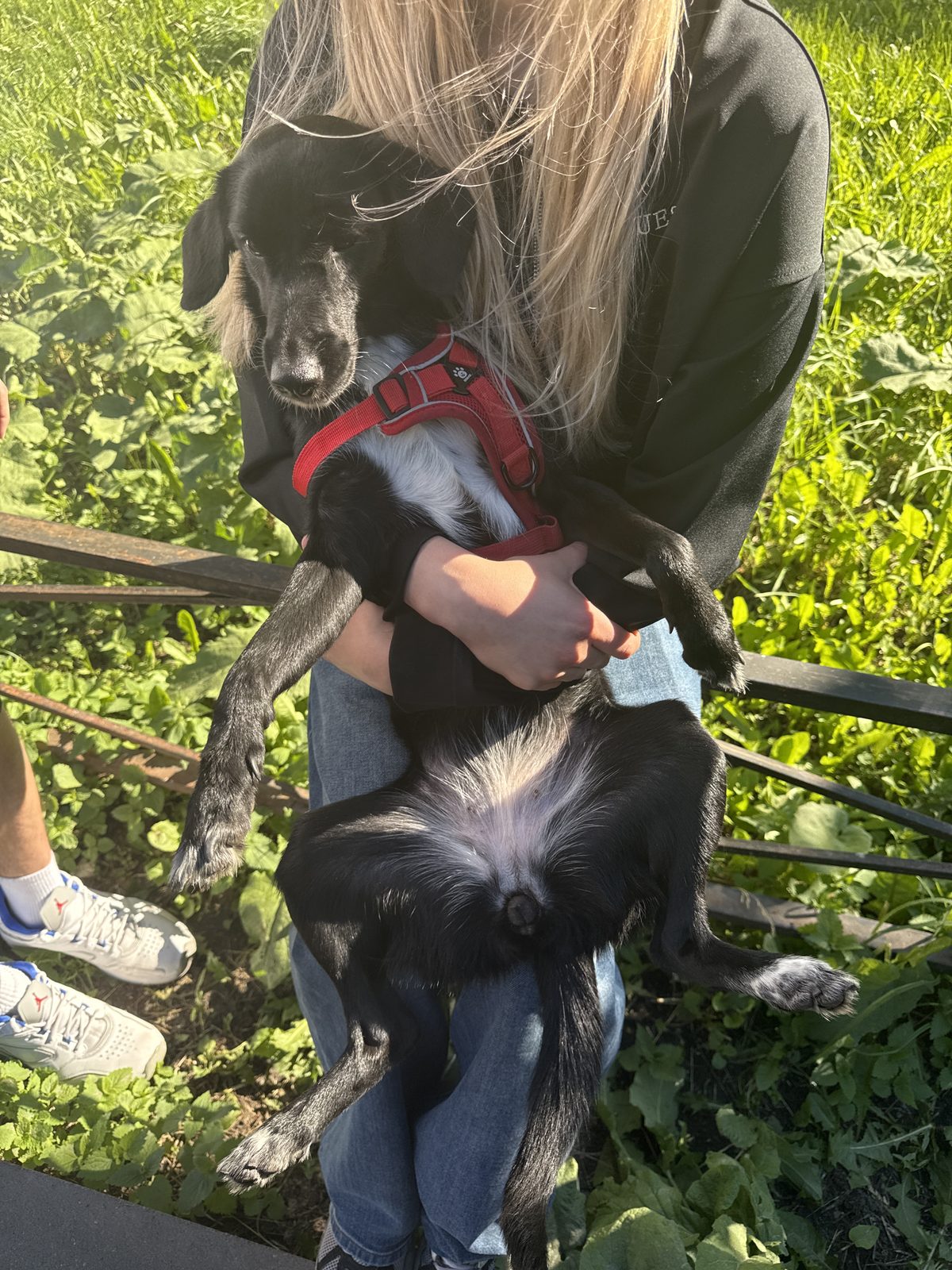 Found Dog in Leicester, England — Dog found nearby