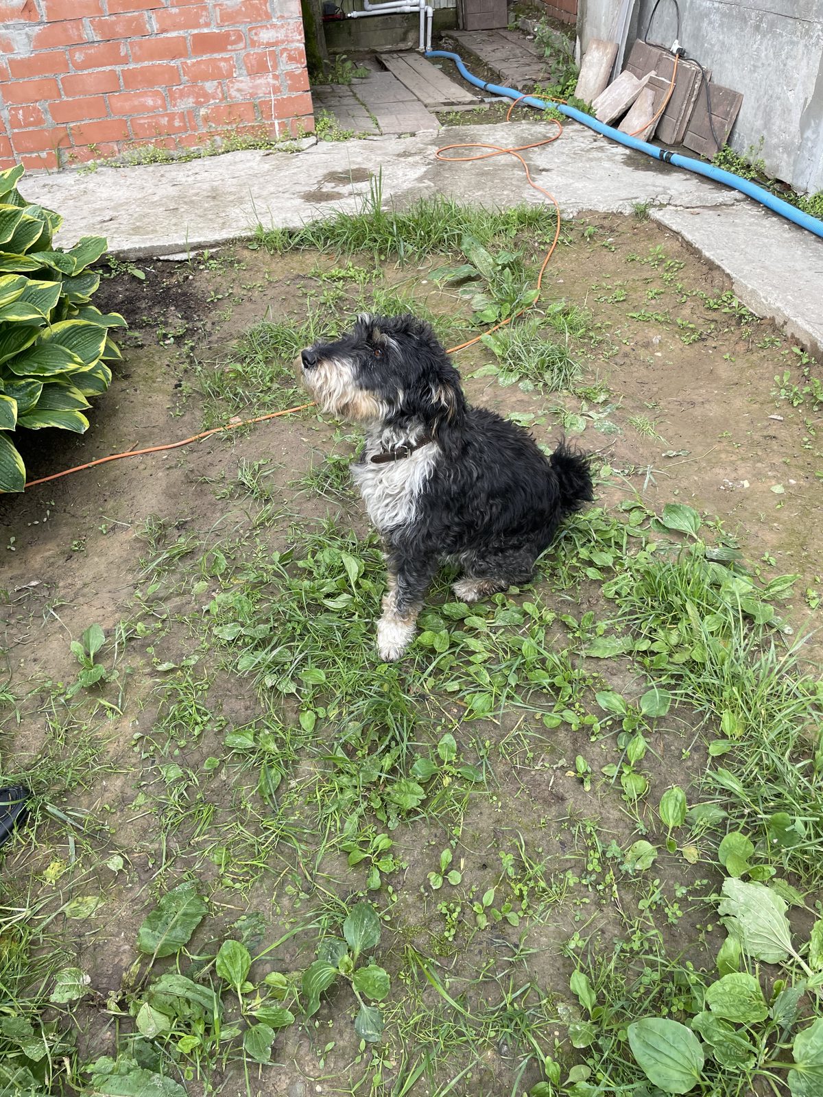 Found Dog in Cardiff, Wales — listing photo