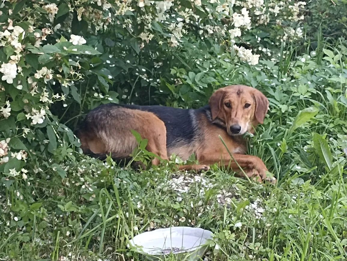 Found Dog in Wolverhampton, England — listing photo