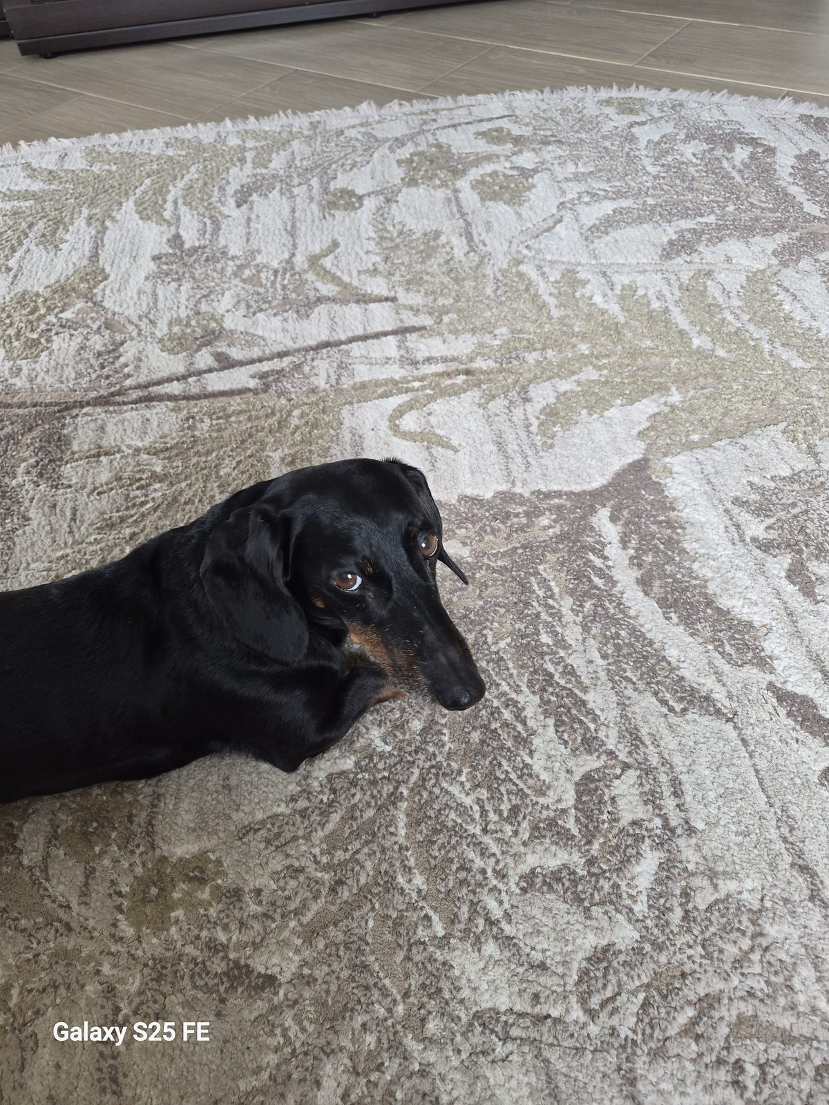 Found Dog in Wolverhampton, England — listing photo
