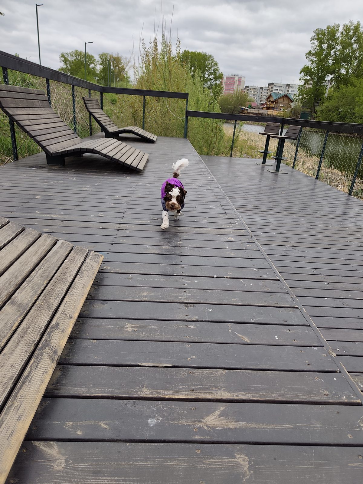Lost Dog in Bradford, England — listing photo