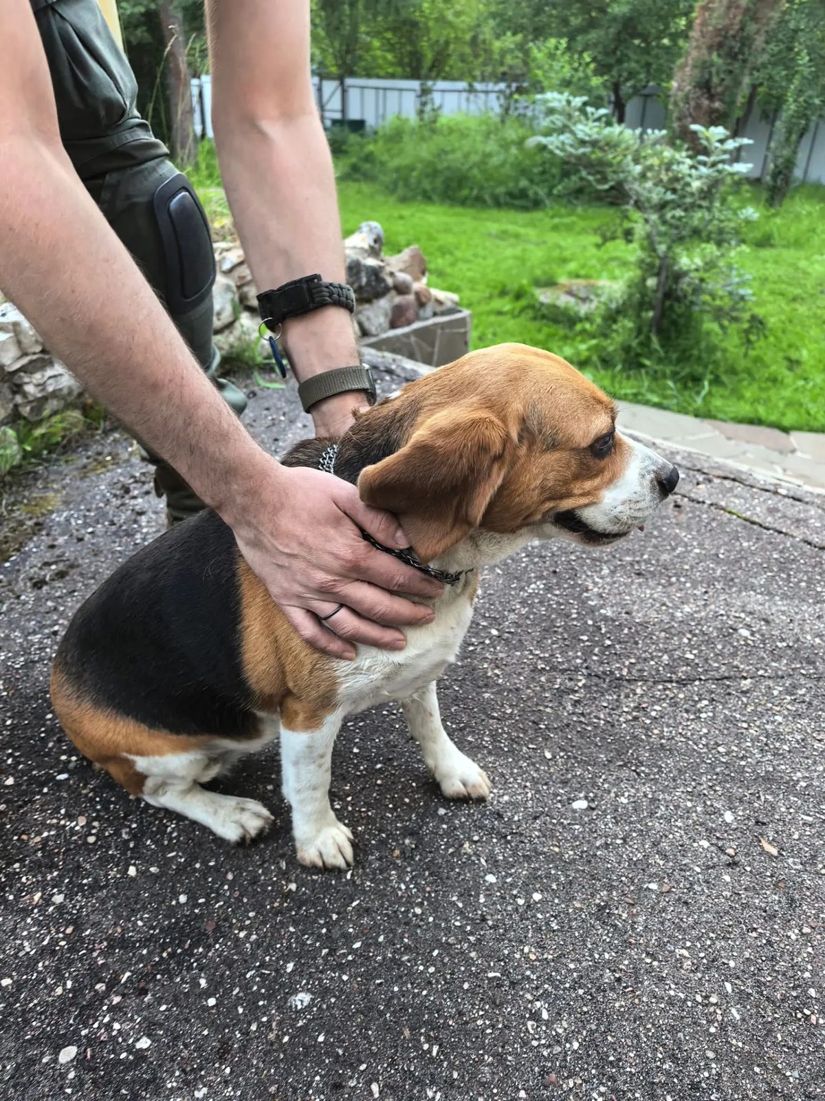 Found Dog in Reading, England — Stray dog found safe