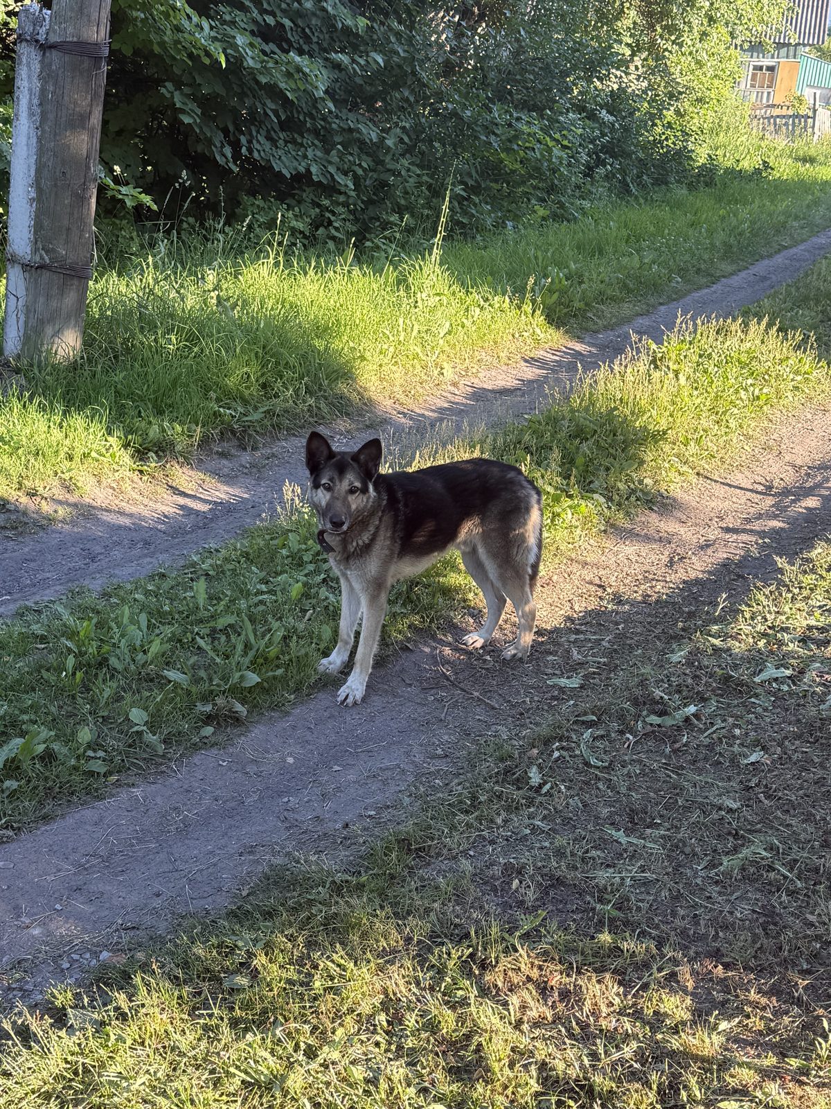 Found Dog in Southampton, England — listing photo