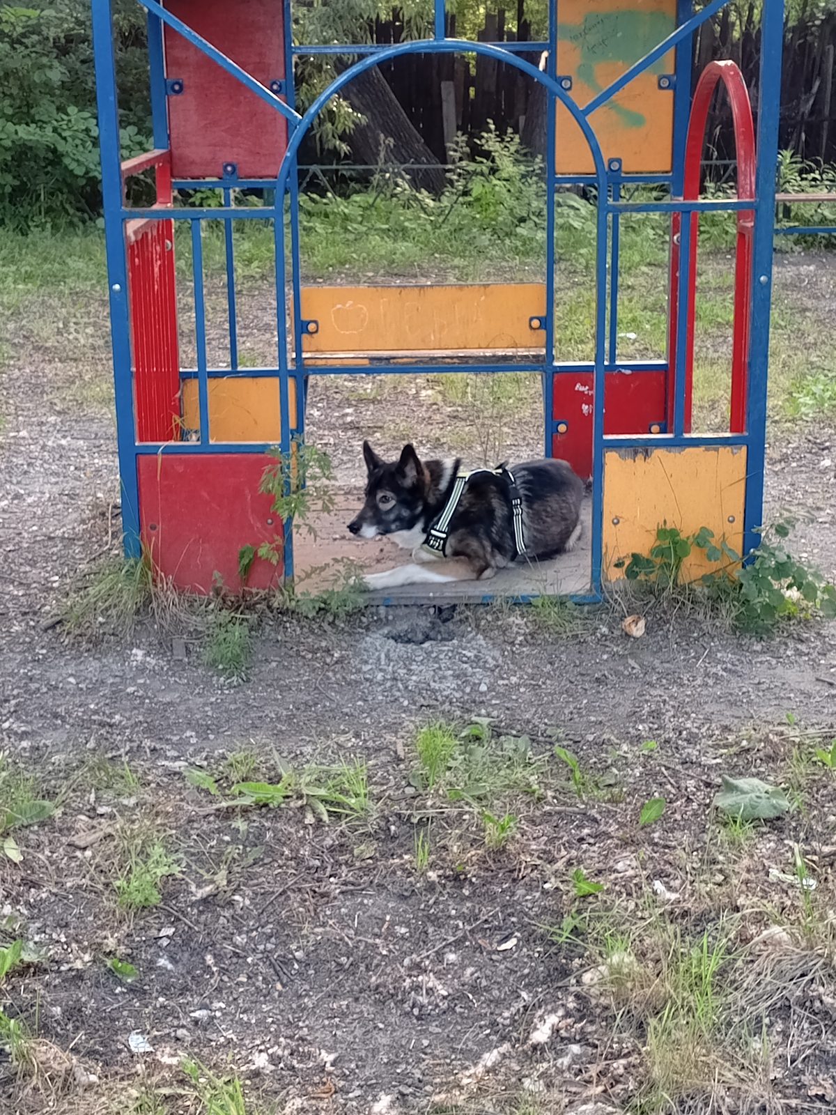 Found Dog in Birmingham, England — Stray dog found safe
