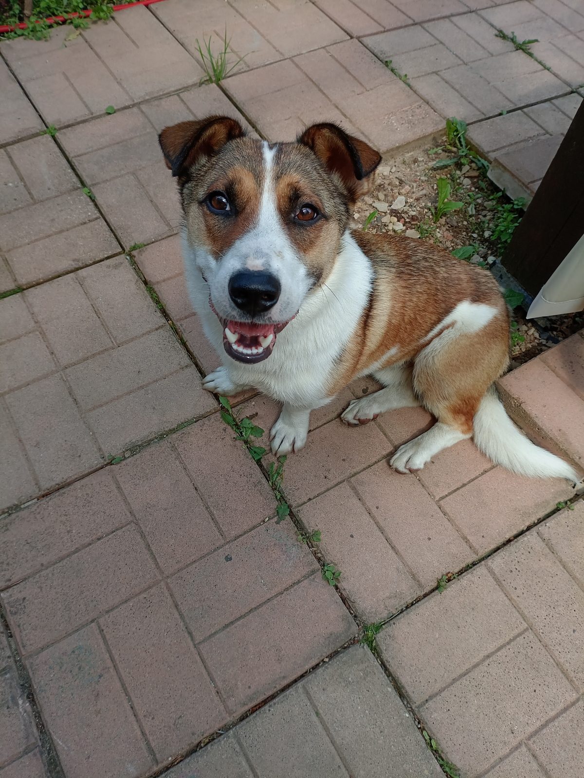 Found Dog in Sheffield, England — listing photo