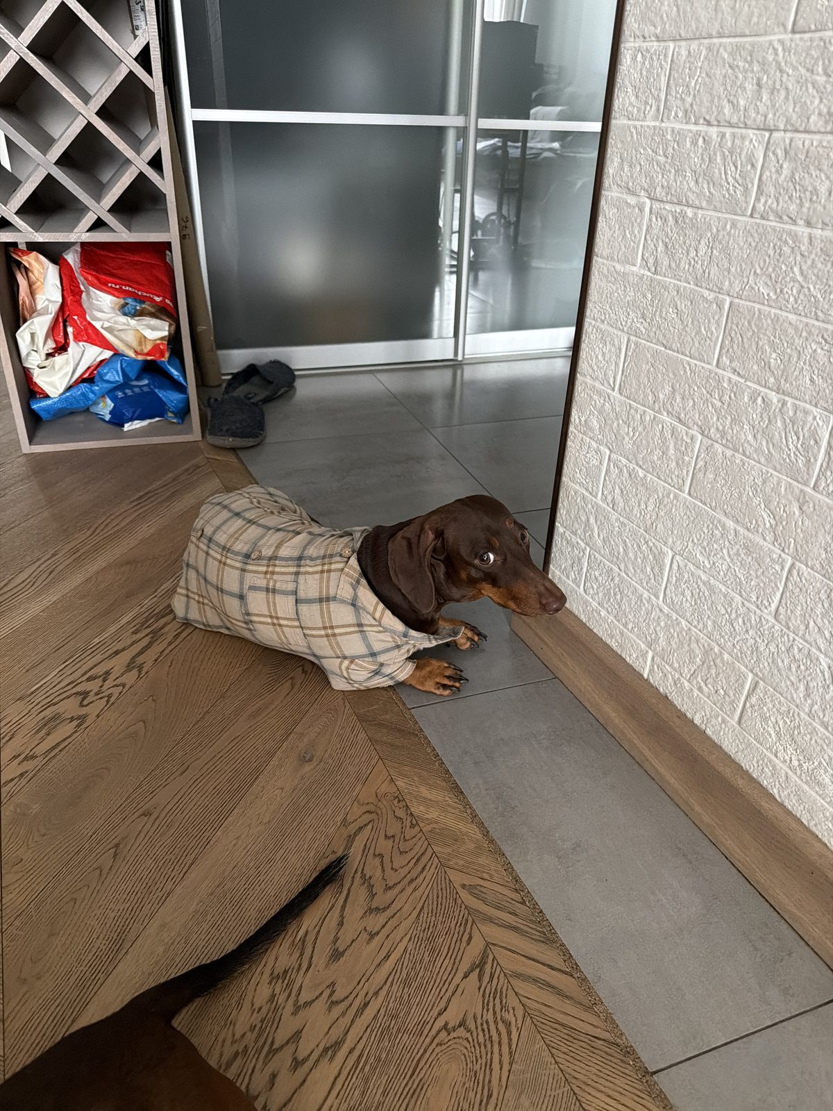 Found Dog in Glasgow, Scotland — Dog found nearby