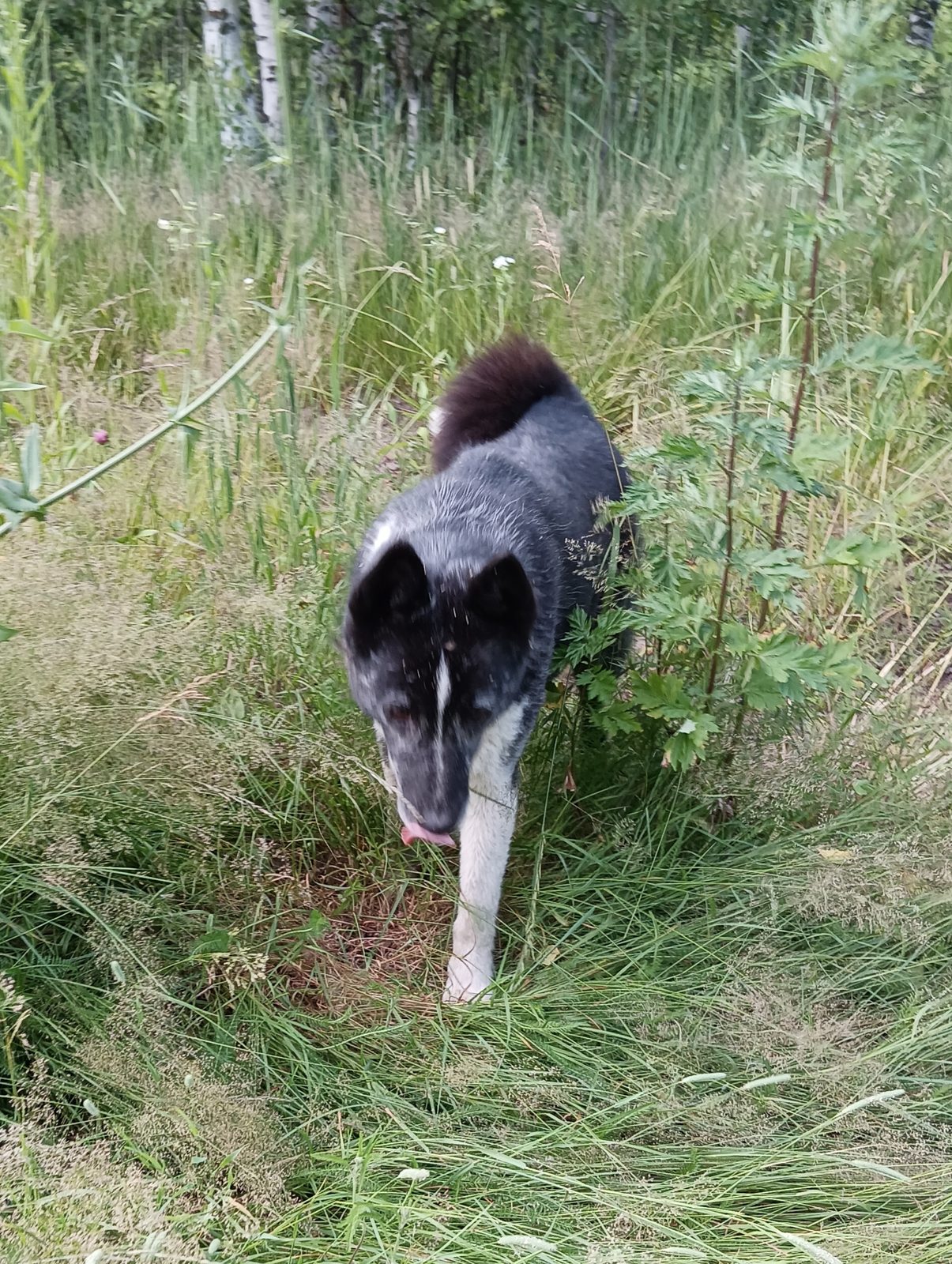 Found Dog in Newcastle upon Tyne, England — Stray dog found safe