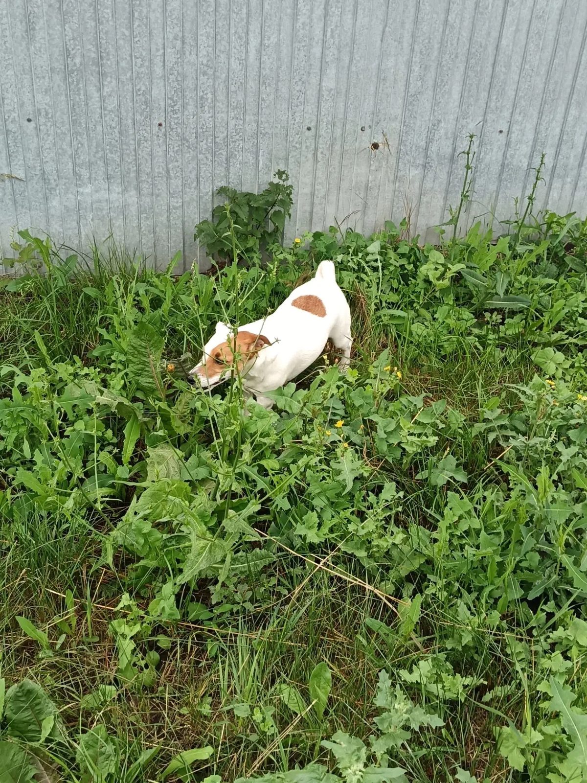 Found Dog in Newcastle upon Tyne, England — Dog found nearby