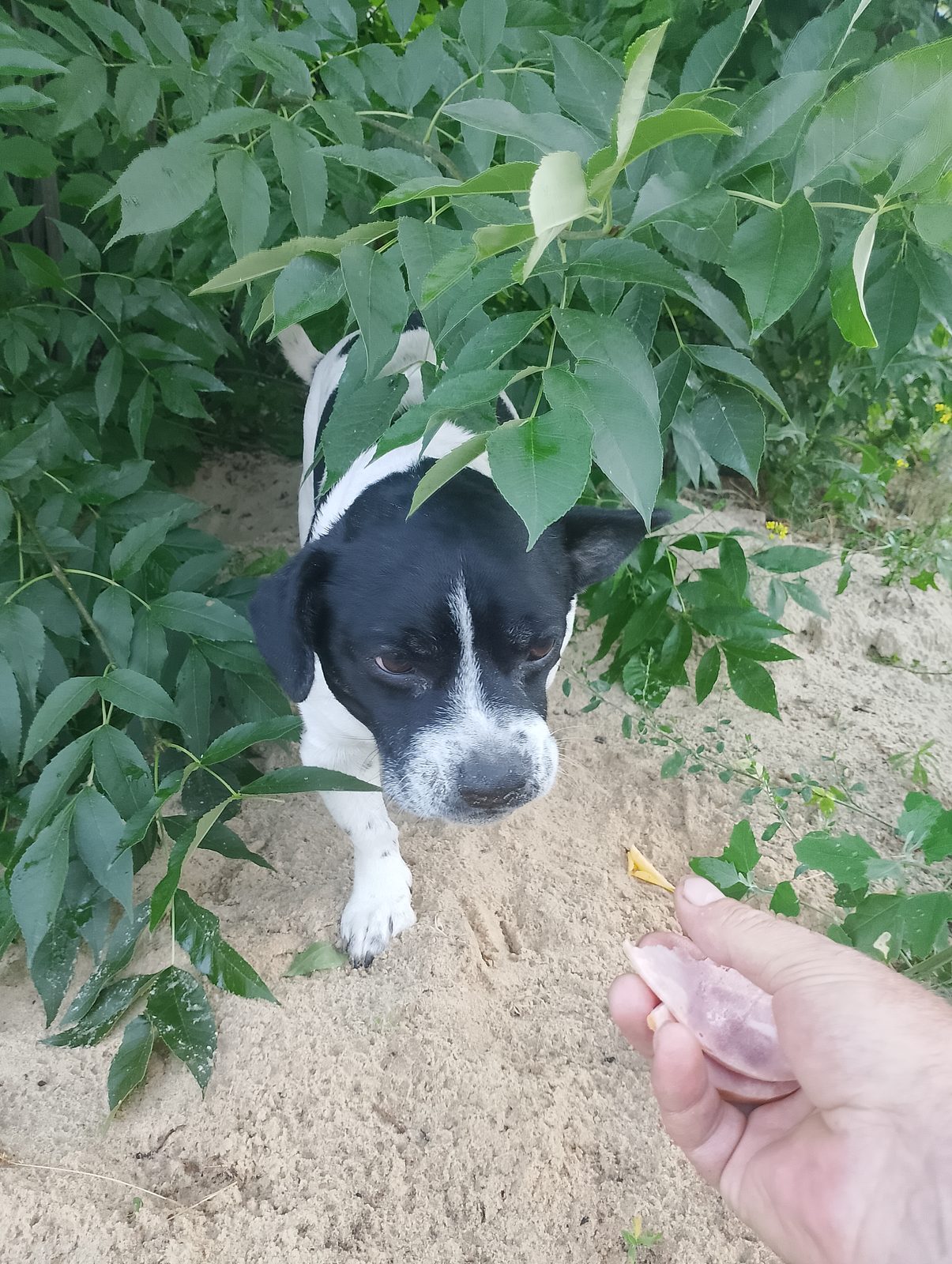 Found Dog in Southampton, England — listing photo