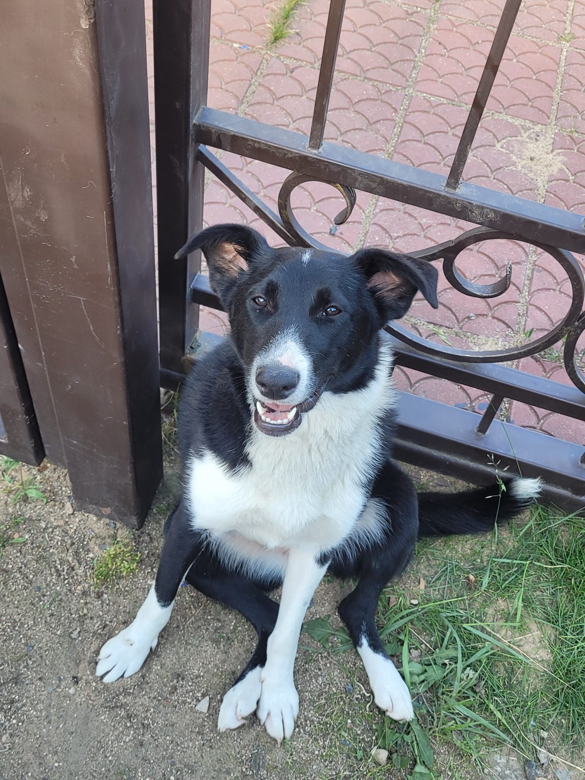 Found Dog in Derby, England — listing photo