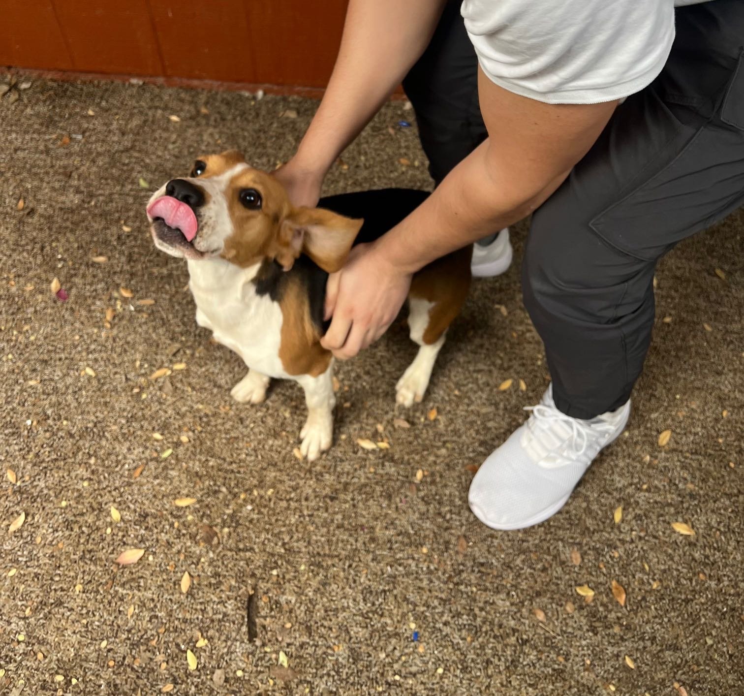 Lost Dog in Newcastle upon Tyne, England — listing photo