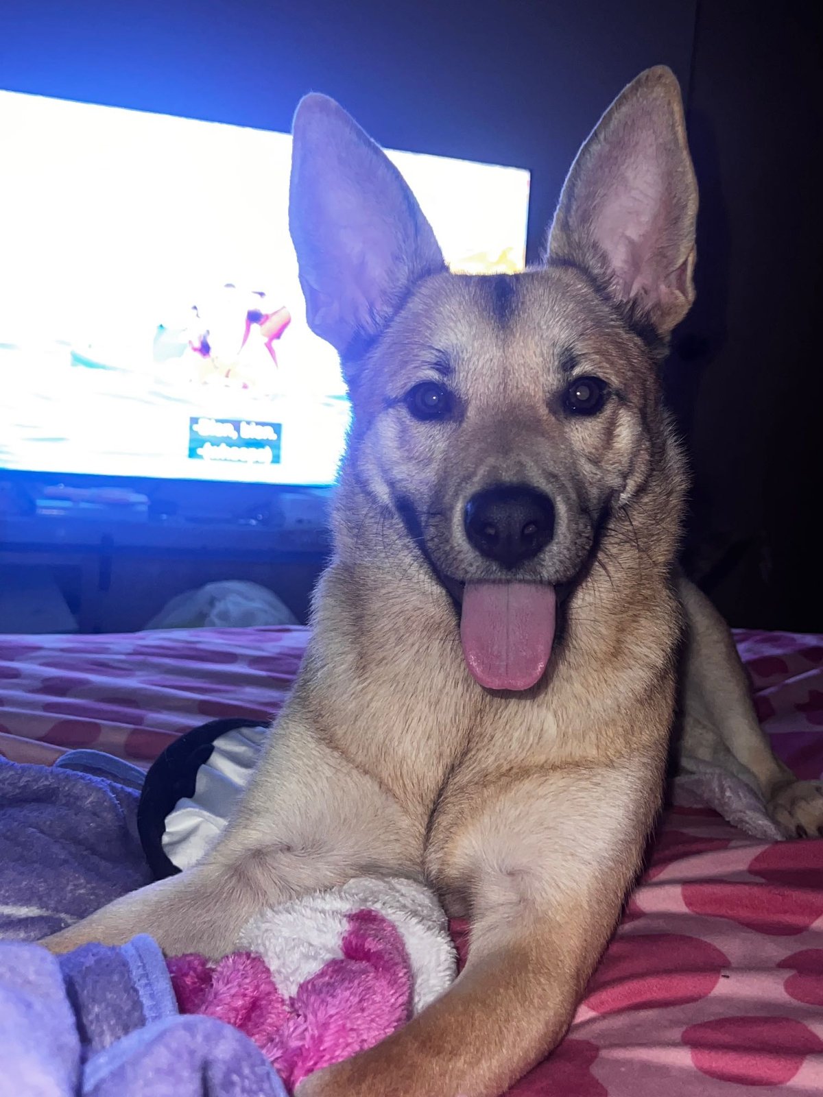 Lost Dog in Belfast, Northern Ireland — Have you seen this dog?