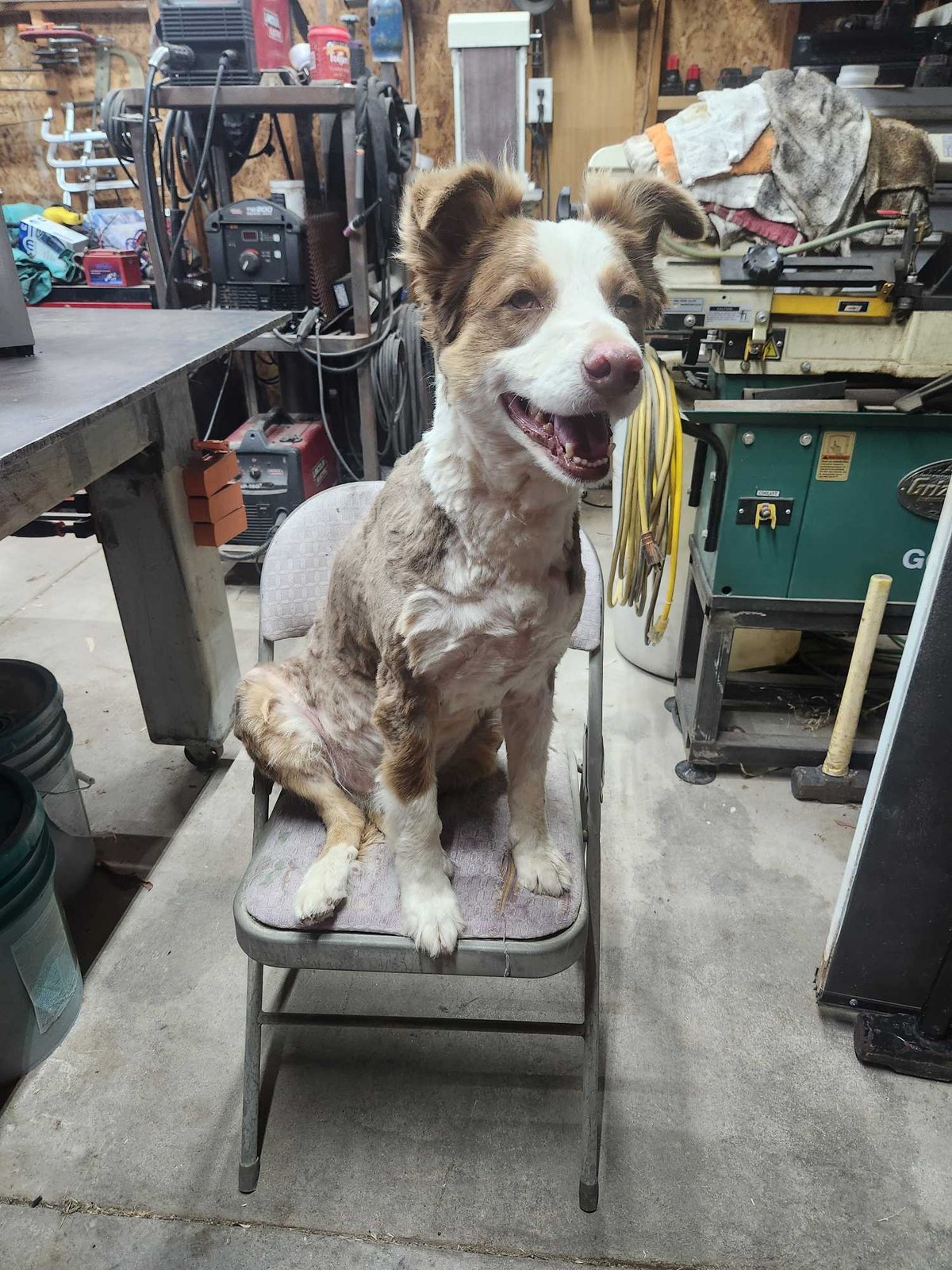 Lost Dog in Leicester, England — listing photo