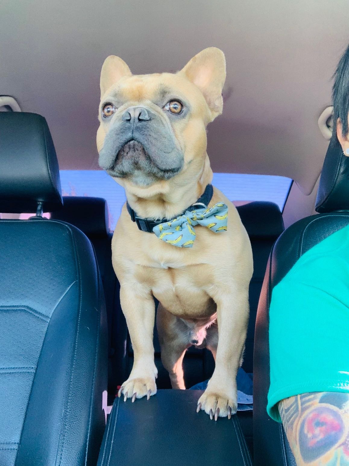 Lost Dog in Swansea, Wales — listing photo