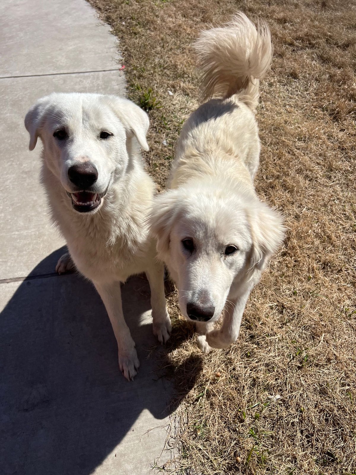Lost Dog in Edinburgh, Scotland — listing photo