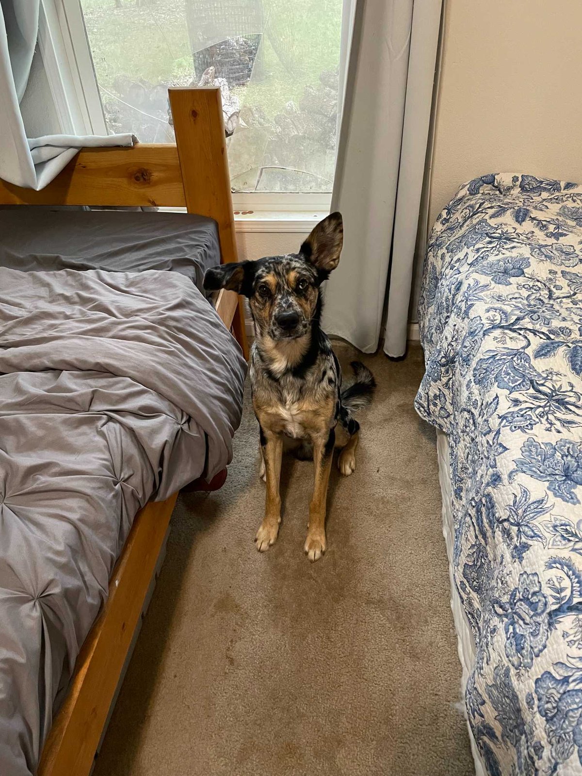 Lost Dog in Manchester, England — listing photo