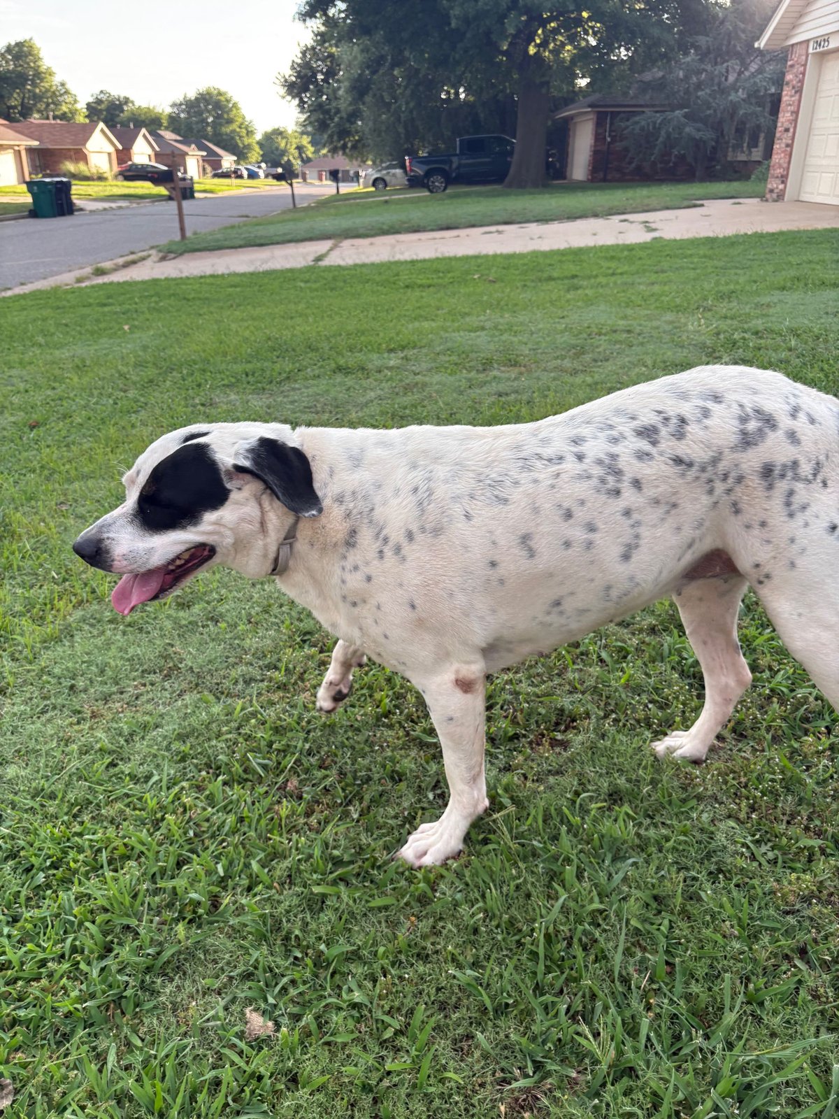 Found Dog in Cardiff, Wales — listing photo