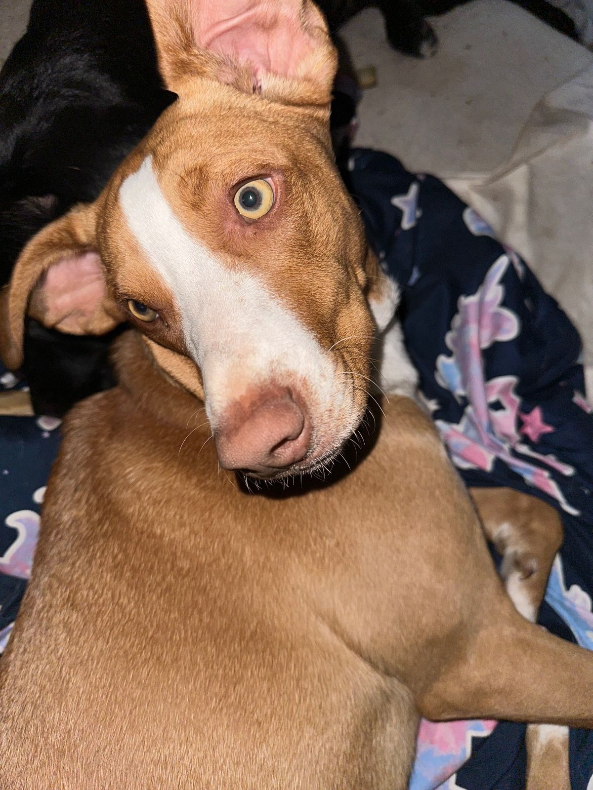 Lost Dog in Wolverhampton, England — listing photo