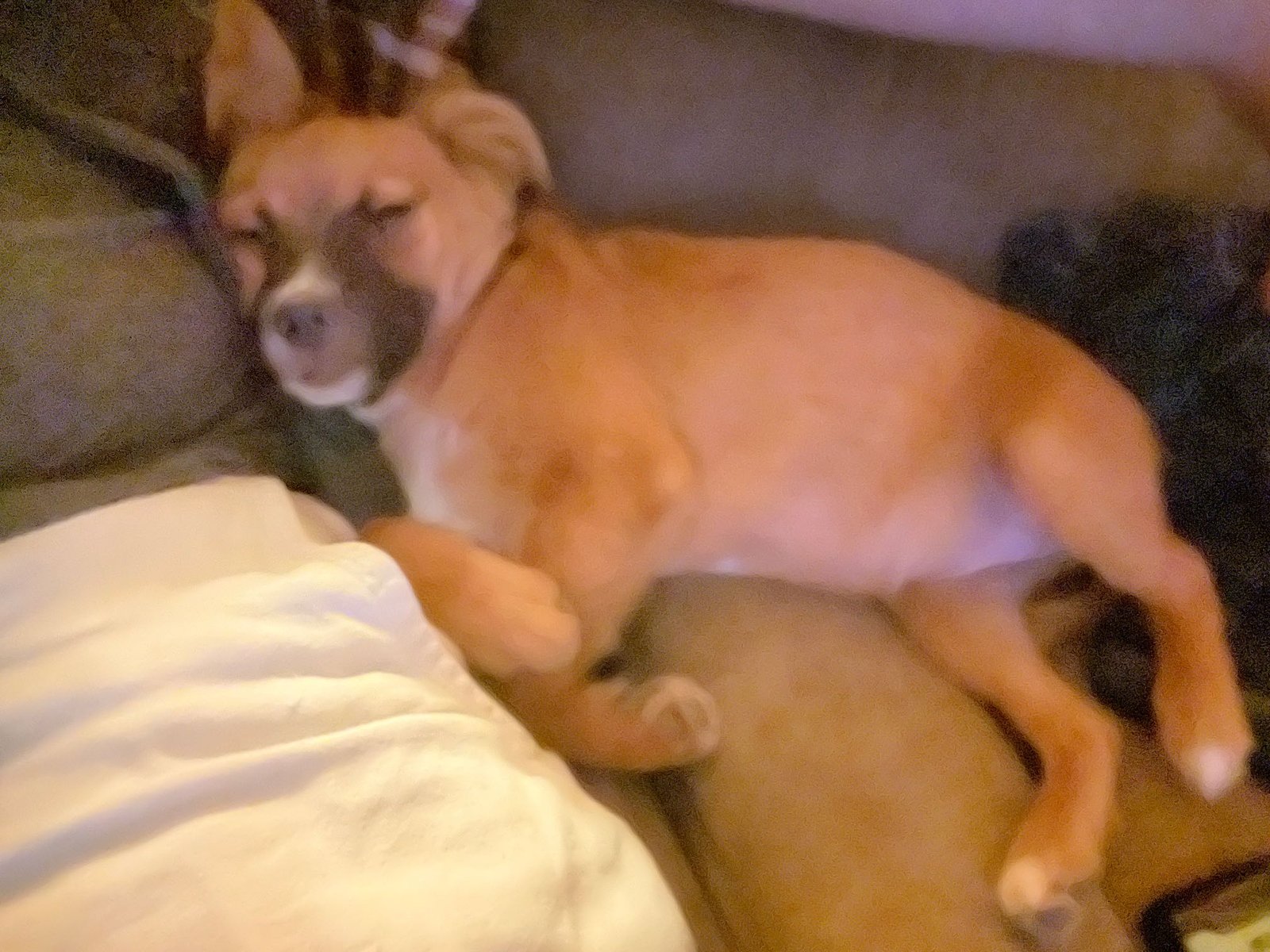Lost Dog in Manchester, England — listing photo