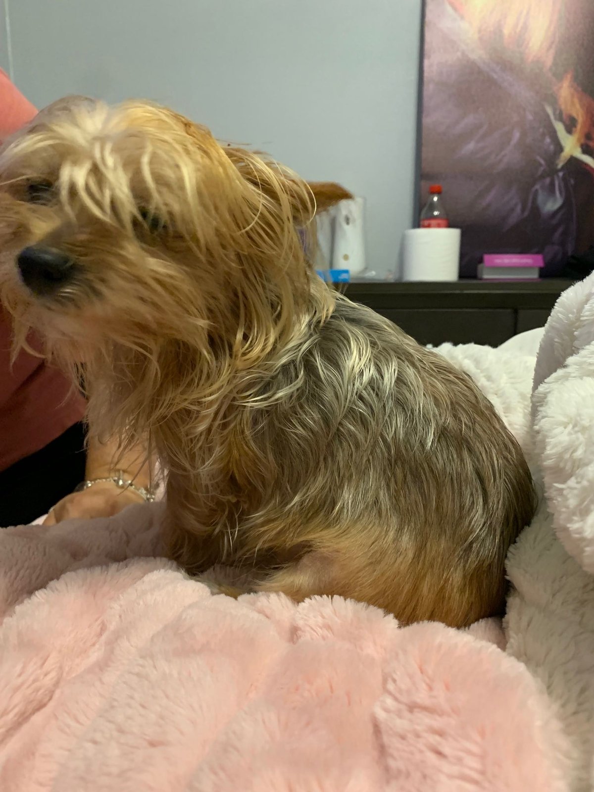 Lost Dog in Portsmouth, England — Have you seen this dog?