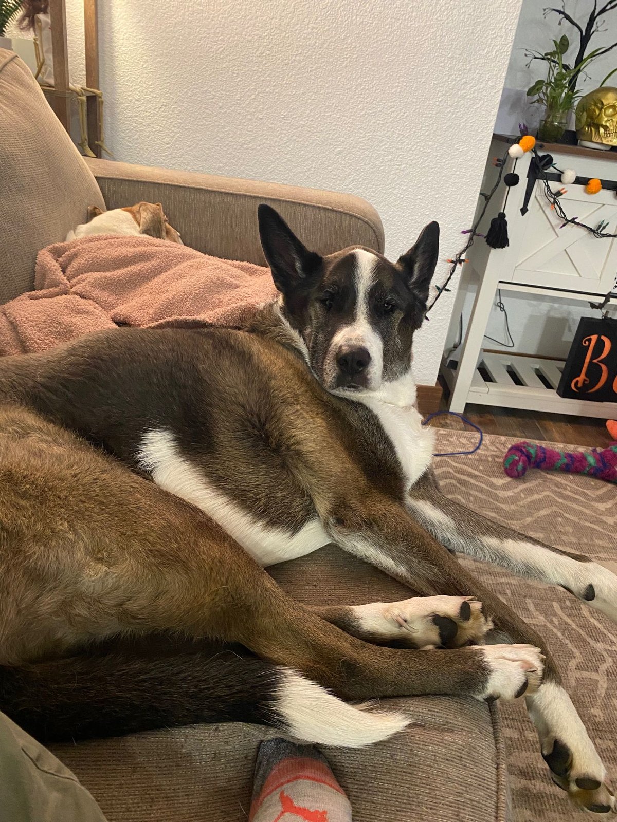 Lost Dog in Brighton, England — listing photo