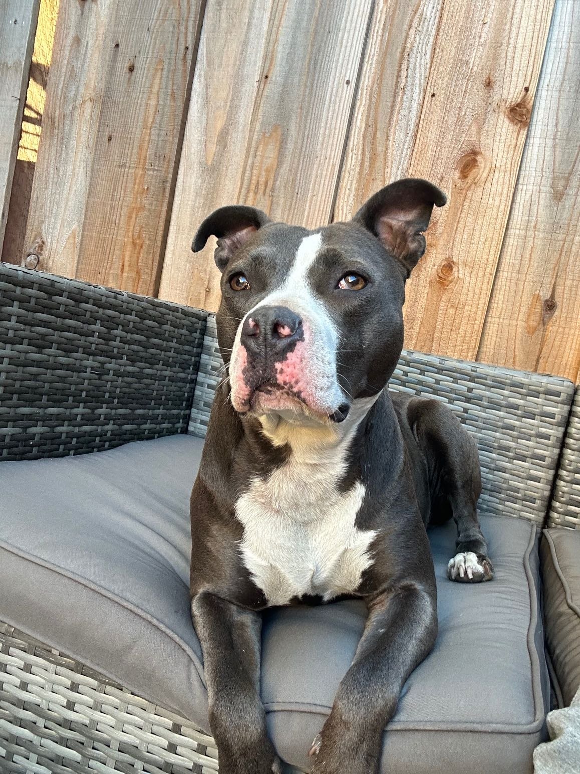Found Dog in Swansea, Wales — listing photo
