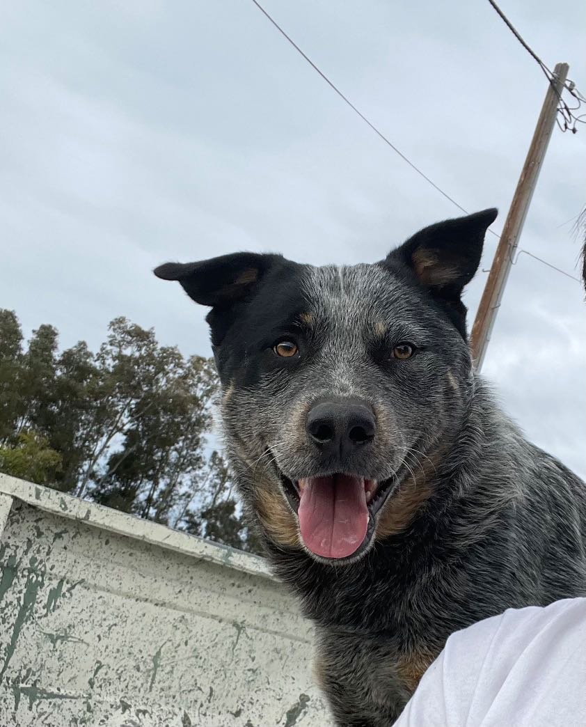 Lost Dog in Oxford, England — listing photo