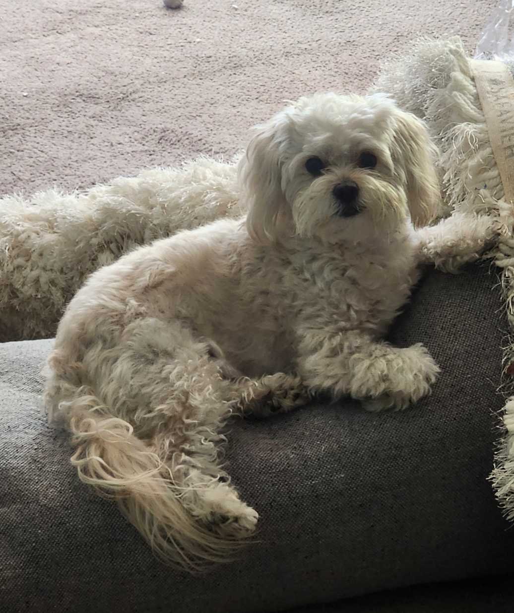 Lost Dog in Liverpool, England — listing photo