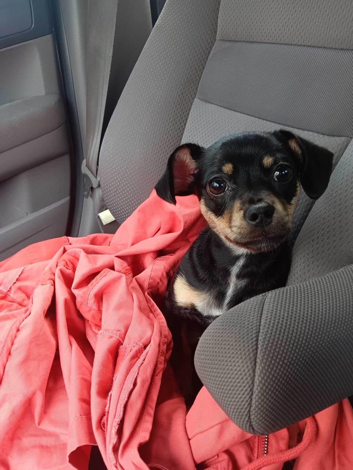 Found Dog in Plymouth, England — Stray dog found safe