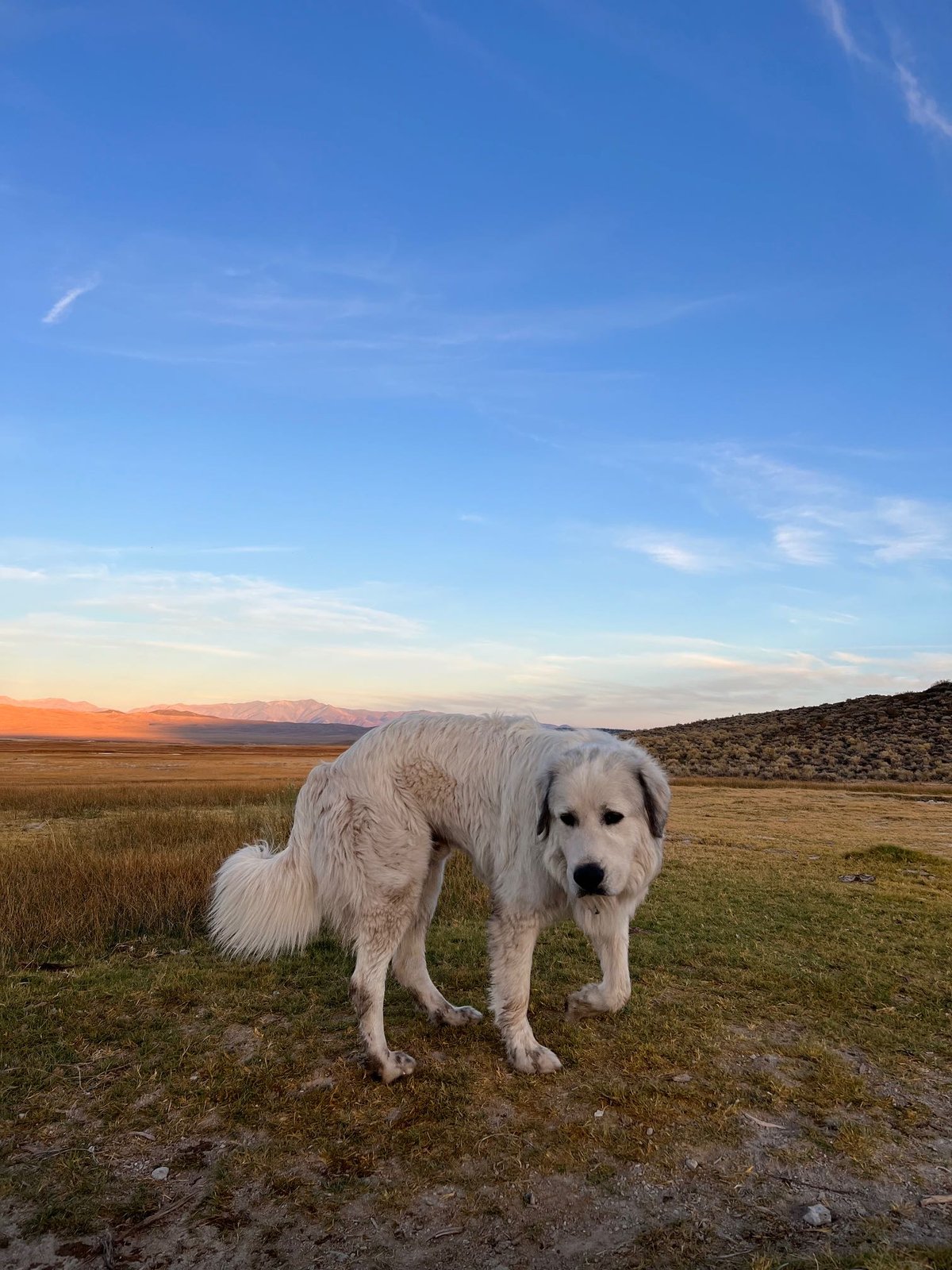 Lost Dog in Derby, England — listing photo