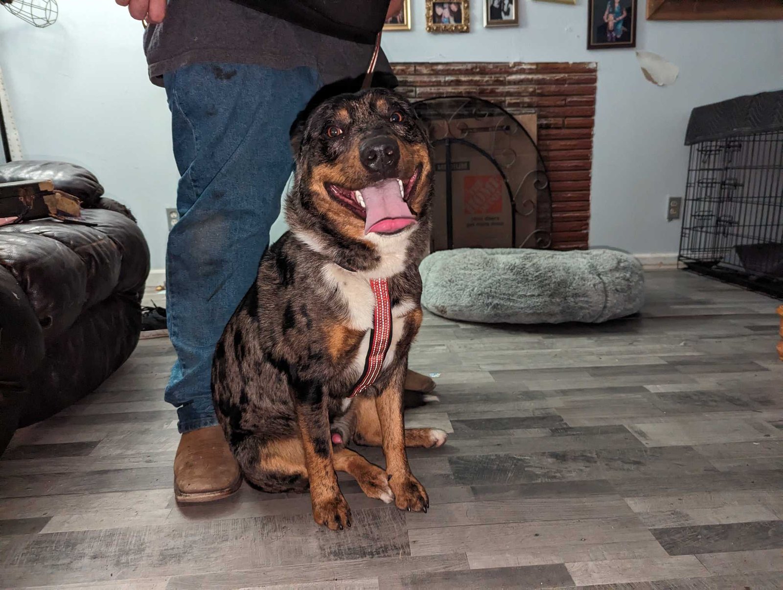 Found Dog in Manchester, England — listing photo