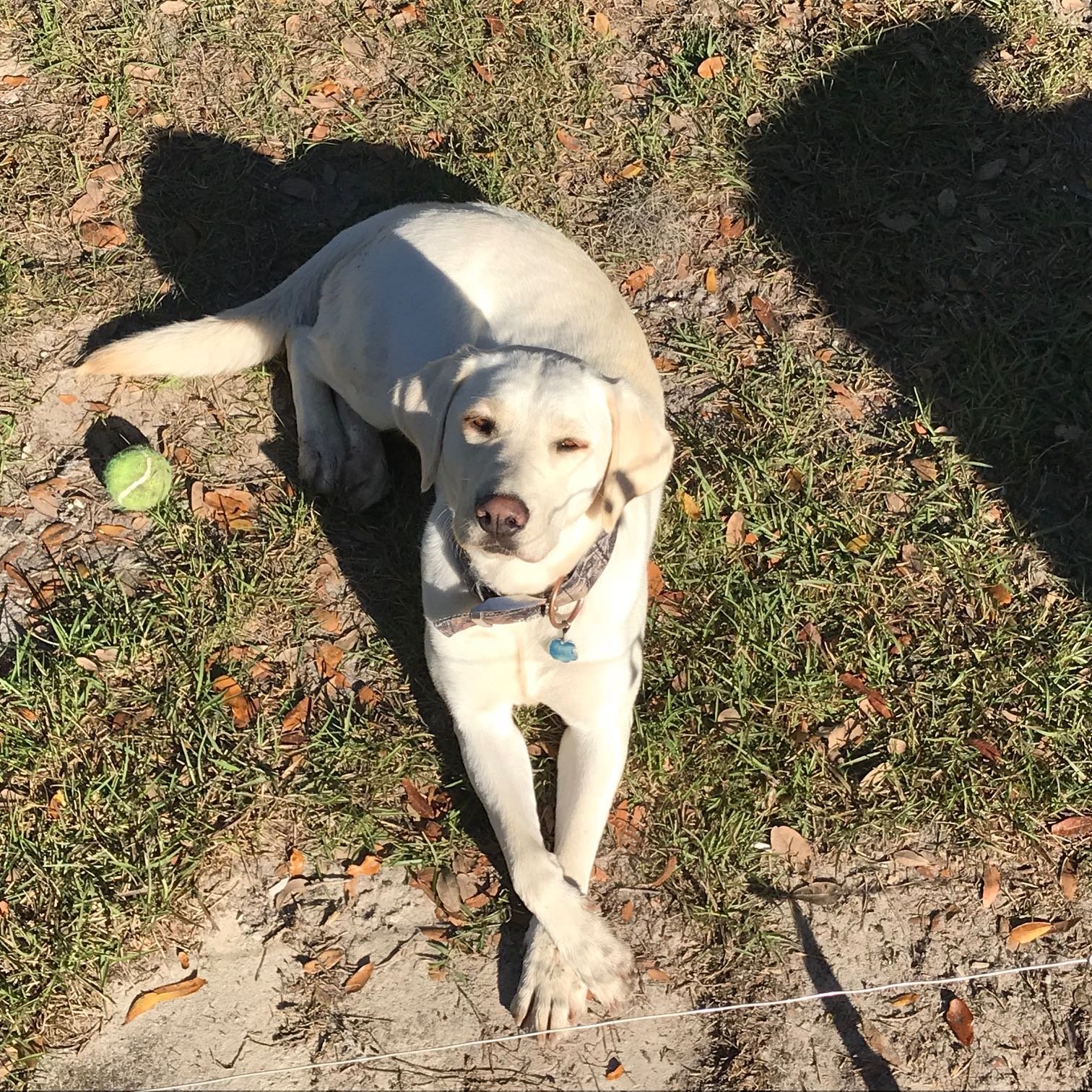 Lost Dog in Aberdeen, Scotland — Have you seen this dog?