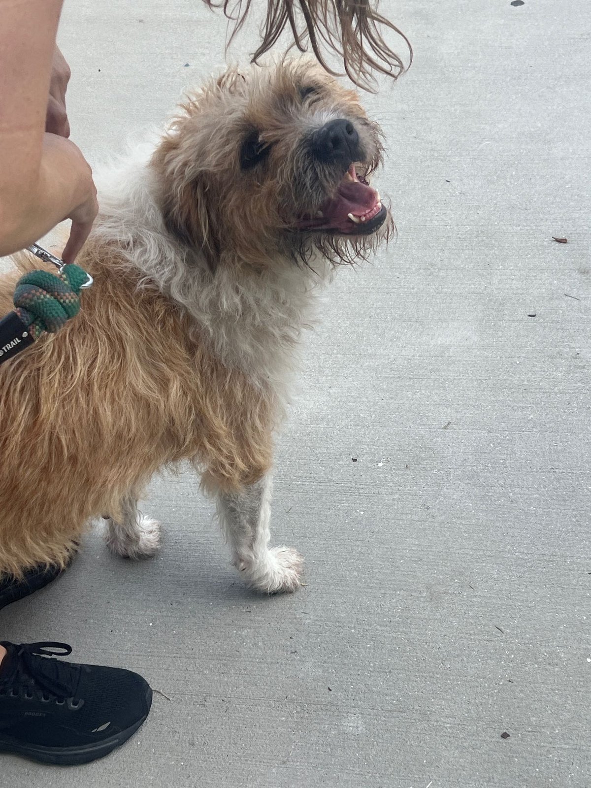 Found Dog in Bradford, England — listing photo