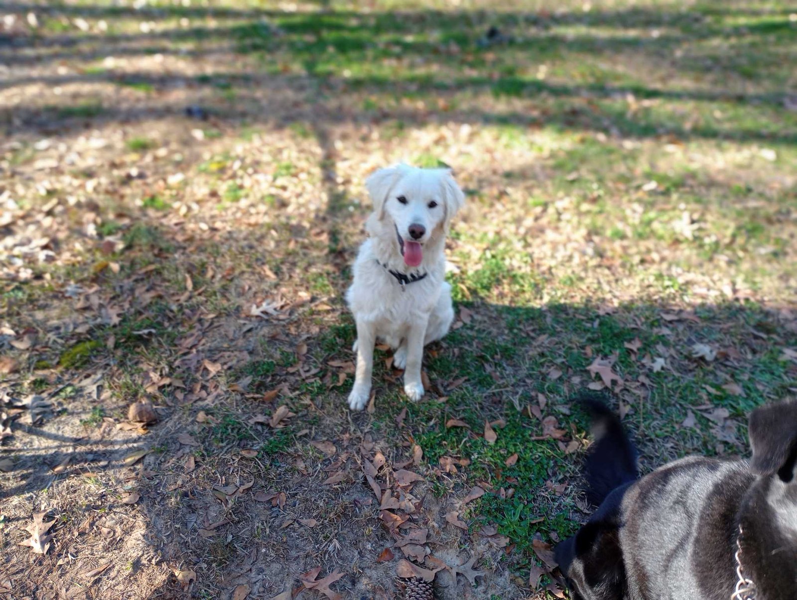 Lost Dog in Brighton, England — listing photo