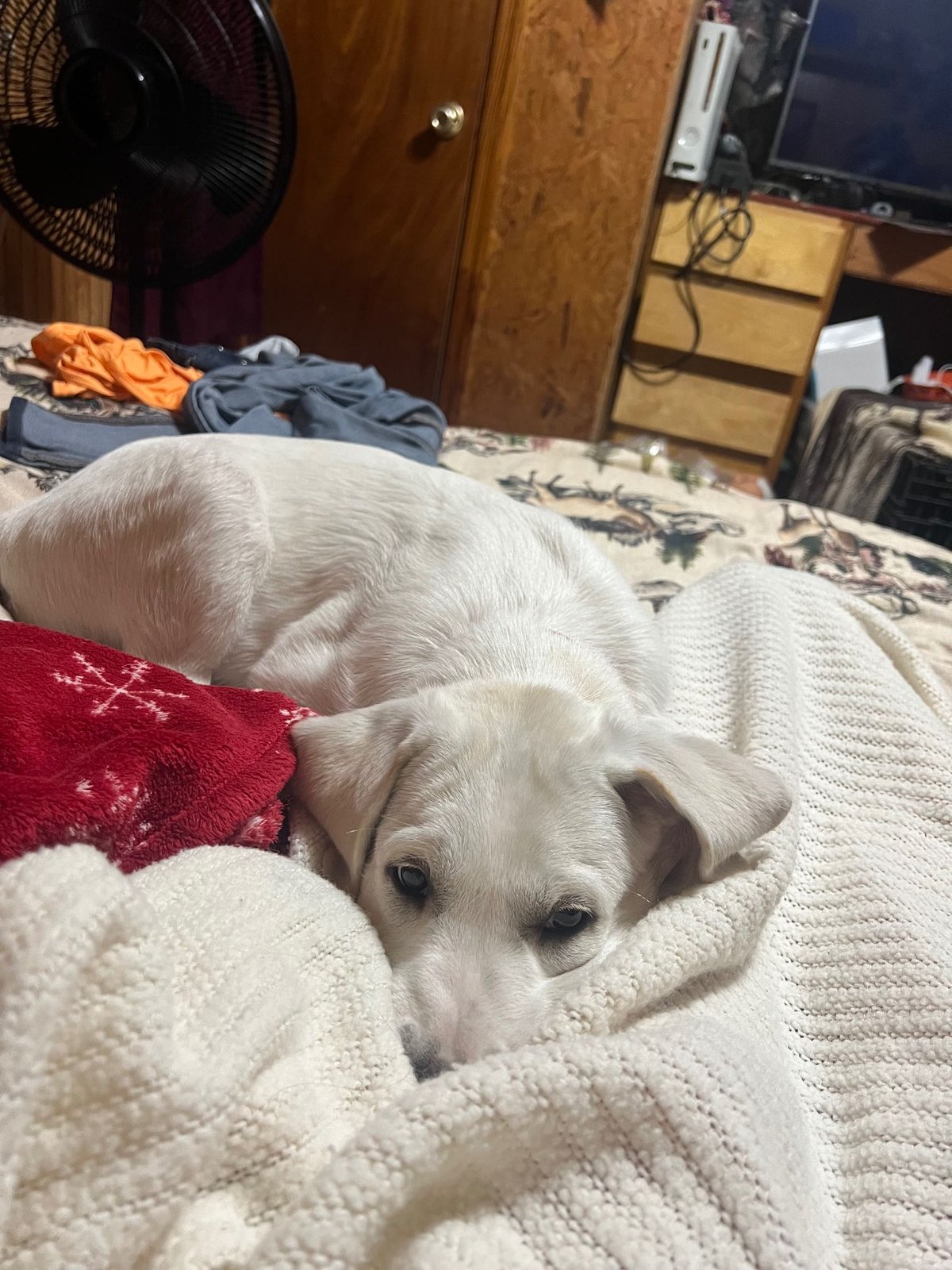 Lost Dog in Brighton, England — listing photo