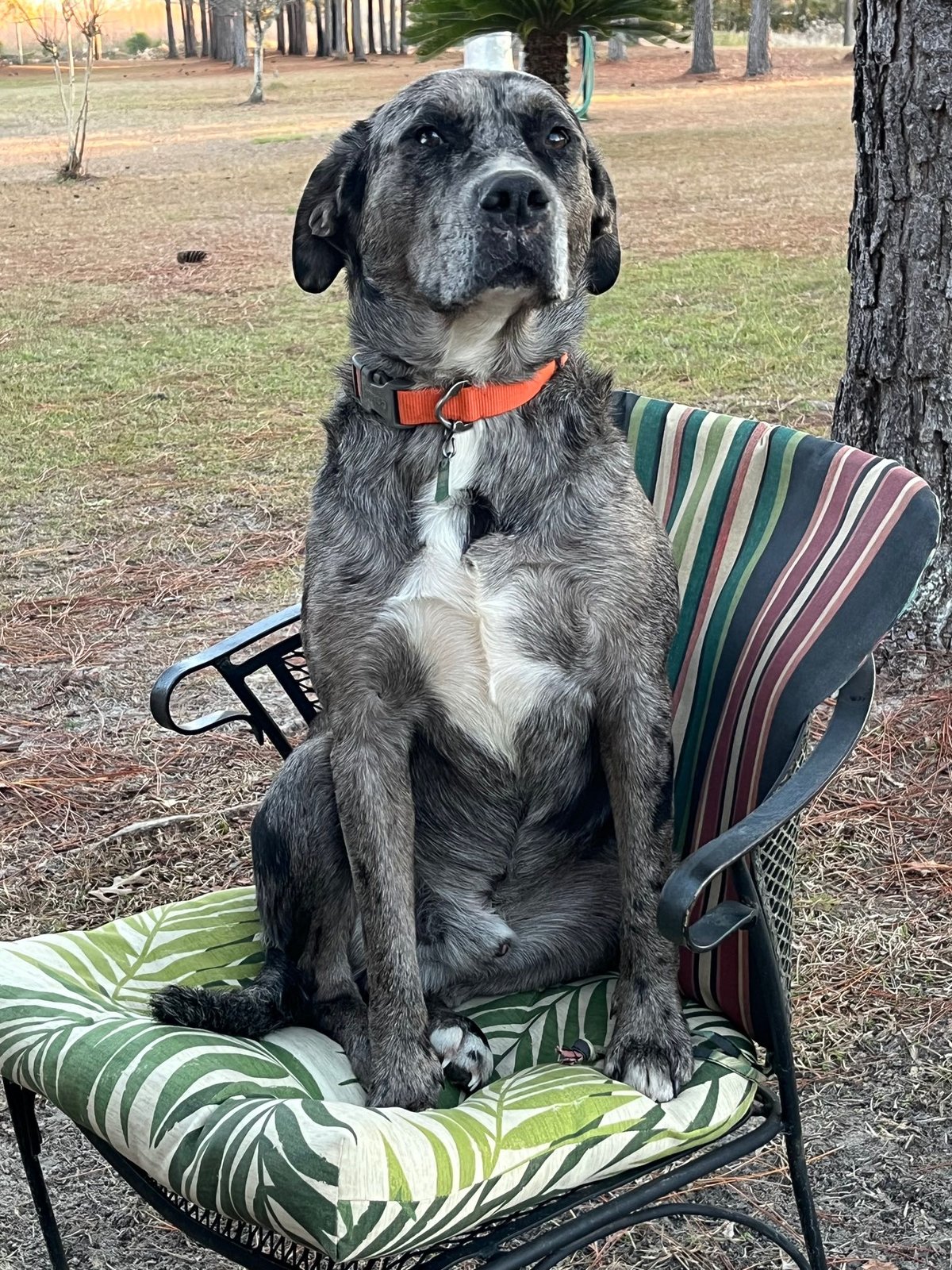 Lost Dog in Bristol, England — Have you seen this dog?