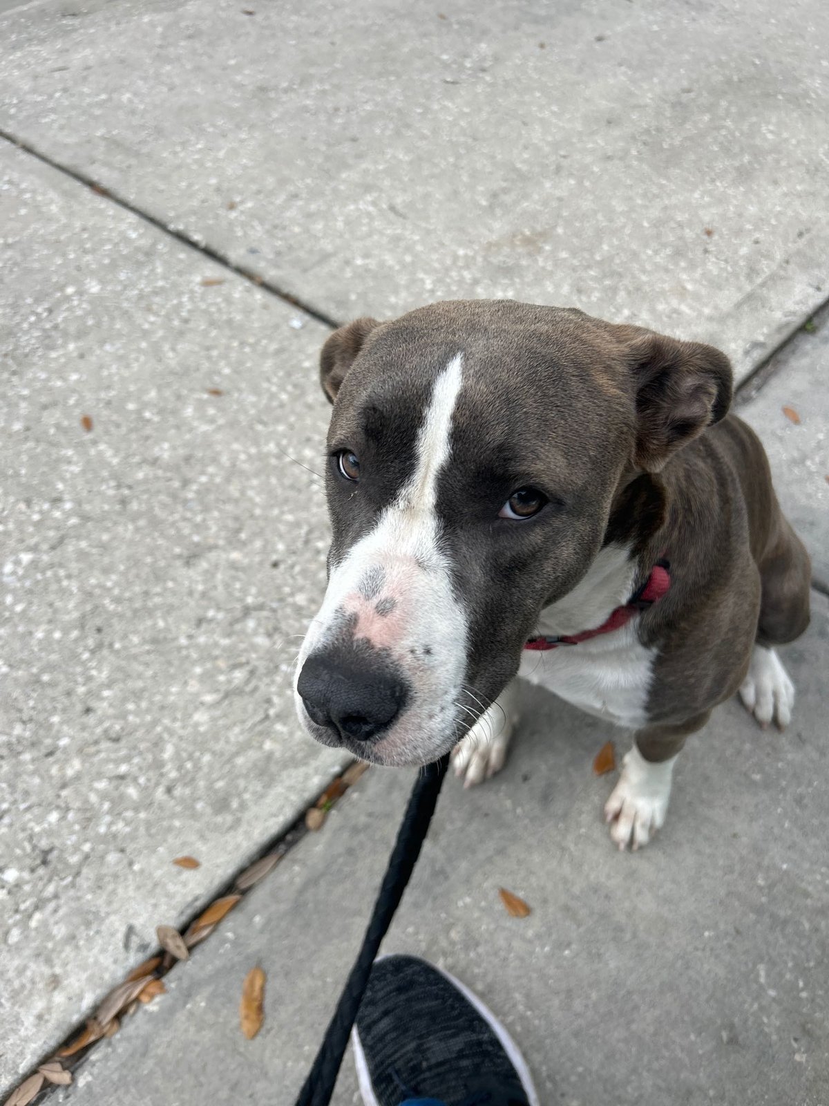 Found Dog in Oxford, England — listing photo