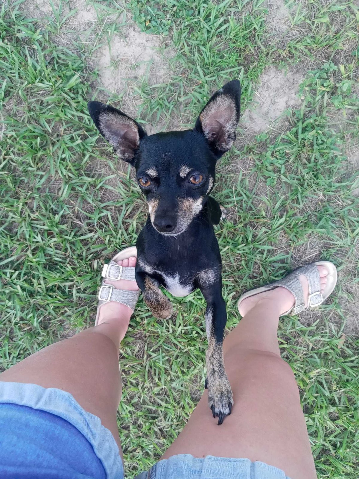 Lost Dog in Nottingham, England — listing photo