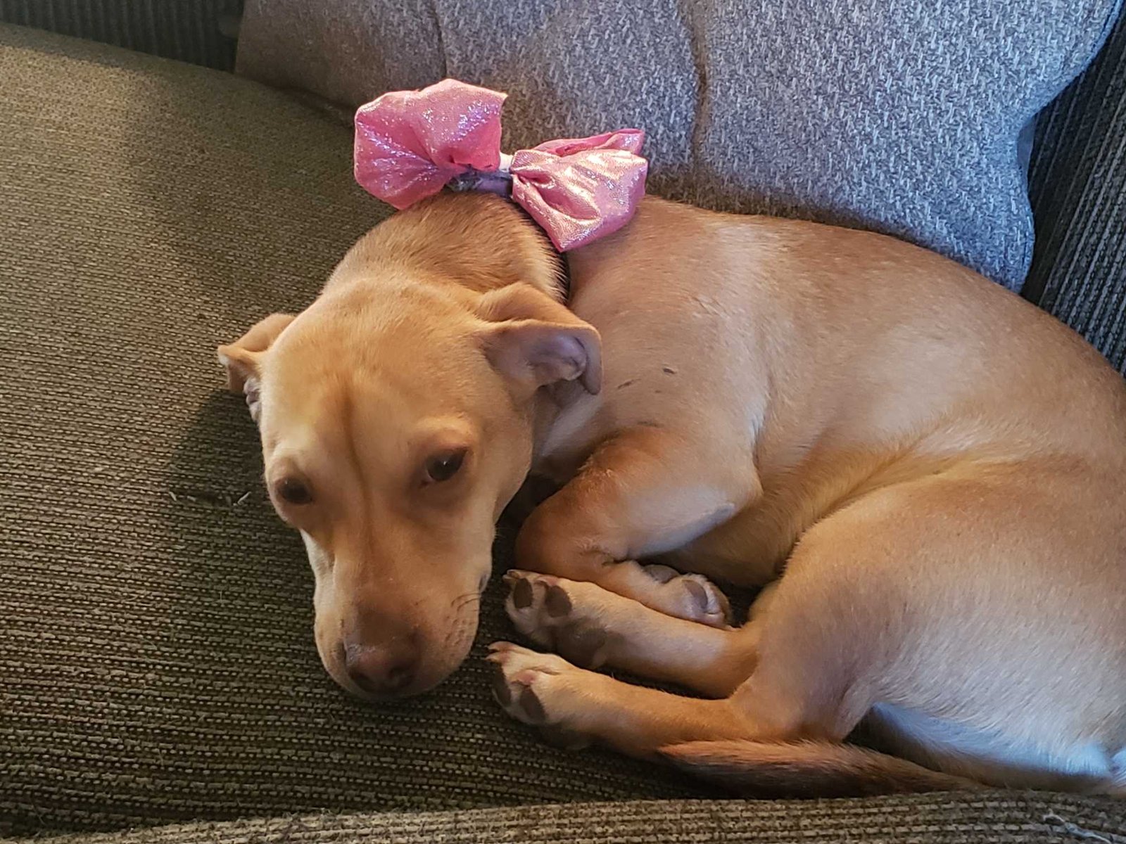 Lost Dog in Plymouth, England — Have you seen this dog?