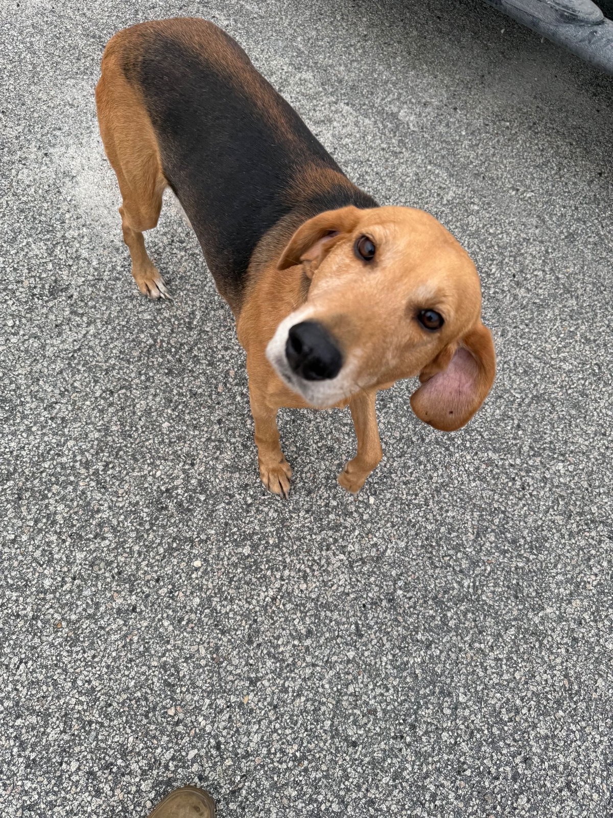 Found Dog in York, England — listing photo
