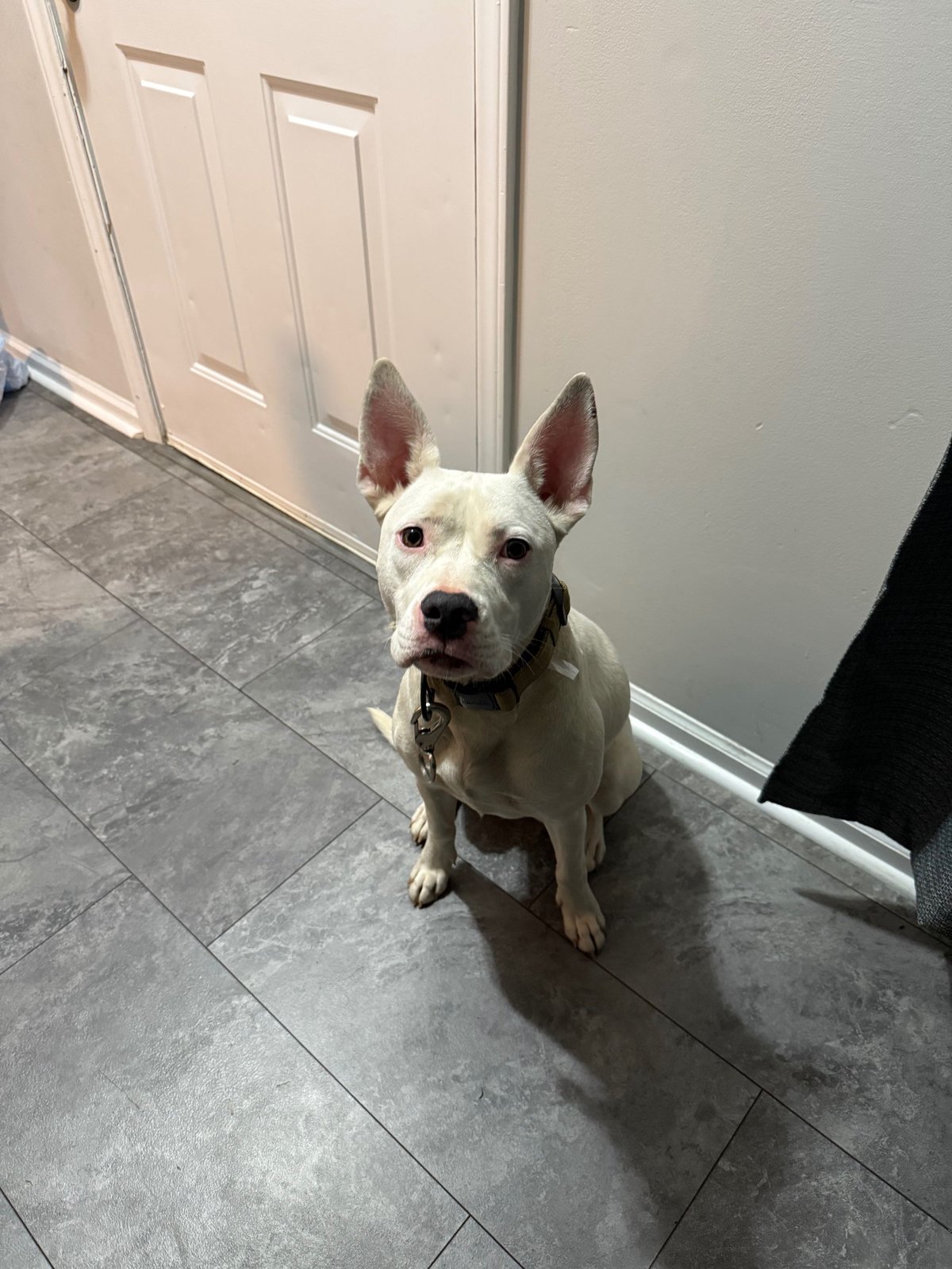 Found Dog in Southampton, England — listing photo