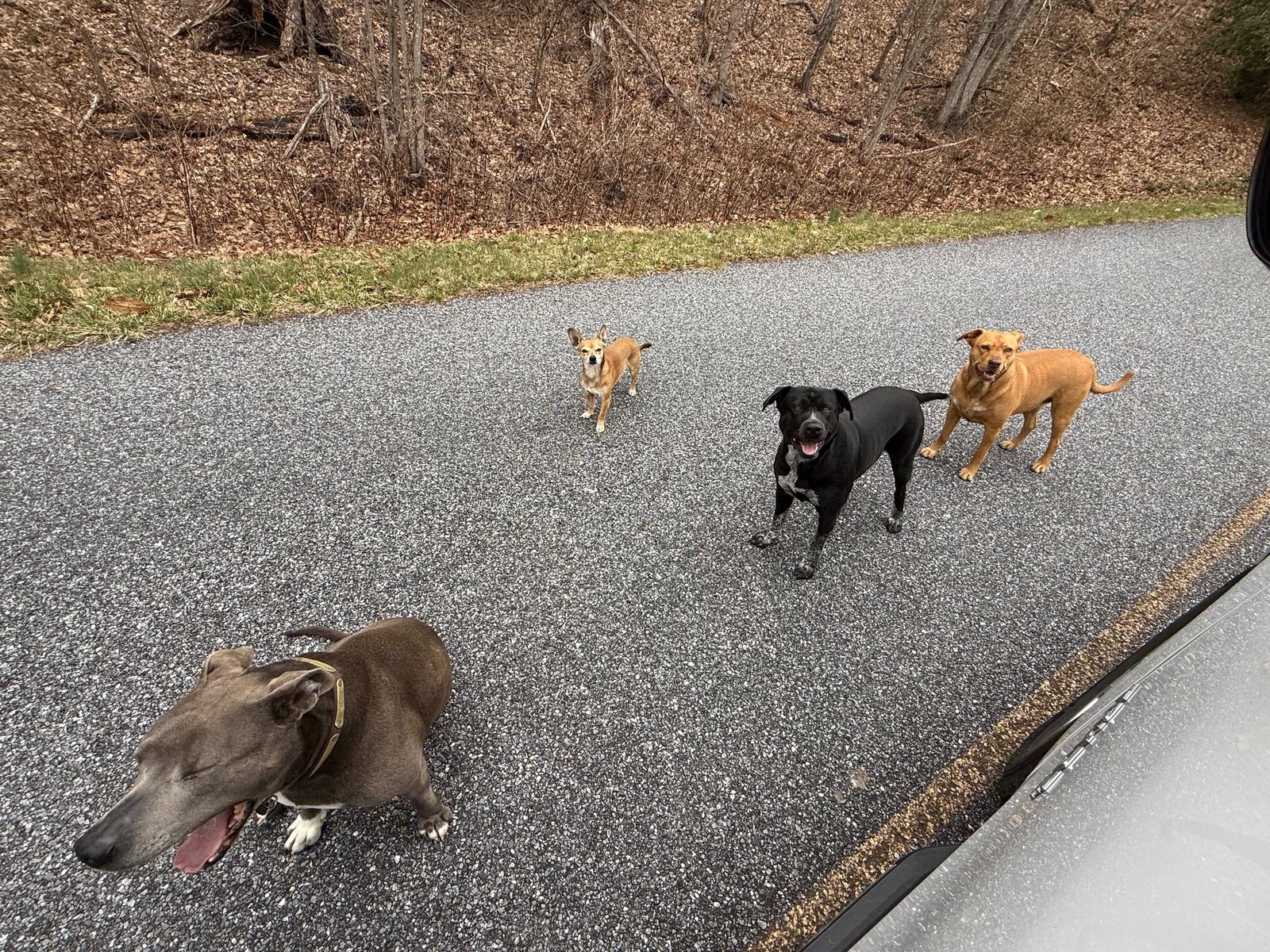 Found Dog in Newcastle upon Tyne, England — Dog found nearby